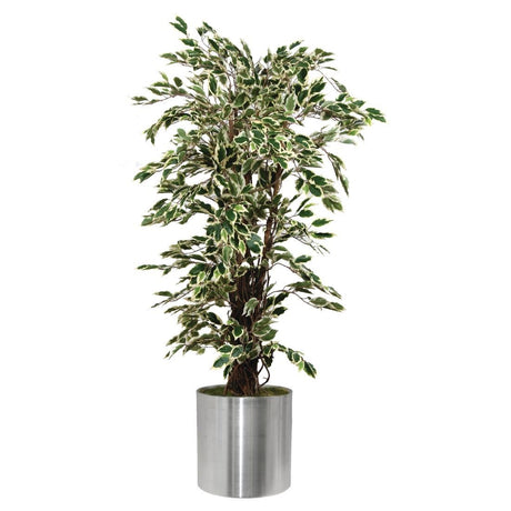 Ficus Exotica Variagated 1500mm JD Catering Equipment Solutions Ltd