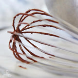 FS344 Matfer Bourgeat Exoglass Whisk 500mm 20" - JD Catering Equipment Solutions Ltd